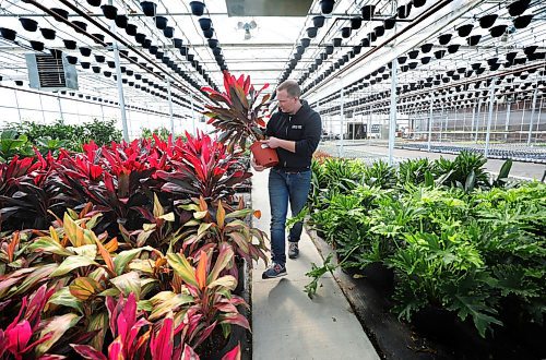RUTH BONNEVILLE  /  WINNIPEG FREE PRESS 

Local - Standup, spring plants

Jordan Hiebert, with Lacoste Garden Centre, works among the tropical plants (Cordyline Florica), in one of their greenhouses at their nursery Wednesday, as they prepare for the spring planting season.



March 12th, 2020
