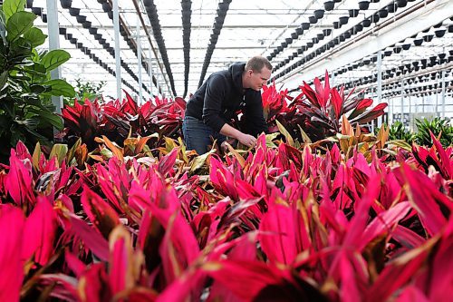 RUTH BONNEVILLE  /  WINNIPEG FREE PRESS 

Local - Standup, spring plants

Jordan Hiebert, with Lacoste Garden Centre, works among the tropical plants (Cordyline Florica), in one of their greenhouses at their nursery Wednesday, as they prepare for the spring planting season.



March 12th, 2020

