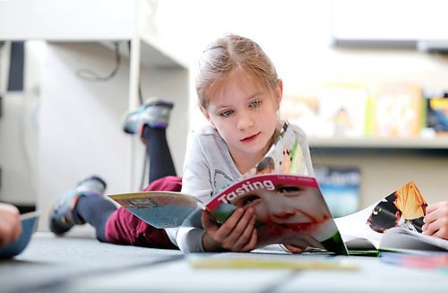 RUTH BONNEVILLE  /  WINNIPEG FREE PRESS 

49.8 Feature 

K-12 ED 49.8 (EARLY YEARS)  DAWSON TR.

Photos for the early years: Grade 1 at Dawson Trail School in St., Lorette, MB.

Janette Weiss reads a  book on the carpet in Kelly McLure's  grade 1 class at Dawson Trail School Tuesday. 

Mrs. McLure's emphasis on inquiry-based learning. It's becoming increasingly popular in the province's classrooms - teachers creating lessons centered around student-driven ideas and questions.  For instance, her class is learning about the five senses by asking questions. They're on one of the Wonder Wall boards, including "Why do we have boogers?" 
?
See Maggie Macintosh story: K-12 ED 49.8  Ahead of the massive K-12 public education review.


March 18th, 2020
