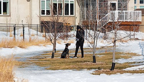 MIKE DEAL / WINNIPEG FREE PRESS
Winnipeg Blue Bombers Andrew Harris out for a run with his 7-month-old rottweiler, Zeus, near his home Wednesday morning. He is maintaining his health and and getting ready for what he hopes will be a CFL season in the summer.
200325 - Wednesday, March 25, 2020.