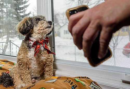 JESSE BOILY / WINNIPEG FREE PRESS
Donamae Hilton and her dog Mark-Cuss livestream their visit to seniors on Thursday, March 26, 2020. Mark-Cuss is a St. Johns Ambulence service dog and does visits all across the city, but has had to stop due to social distancing. 
Reporter: Doug Speirs