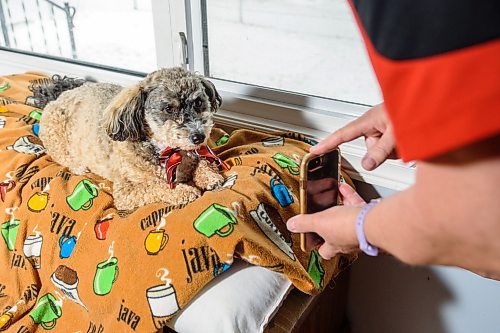 JESSE BOILY / WINNIPEG FREE PRESS
Donamae Hilton and her dog Mark-Cuss livestream their visit to seniors on Thursday, March 26, 2020. Mark-Cuss is a St. Johns Ambulence service dog and does visits all across the city, but has had to stop due to social distancing.
Reporter: Doug Speirs