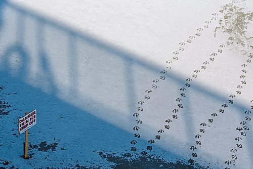 JESSE BOILY / WINNIPEG FREE PRESS
Canada goose prints lead up to a thin ice sign at Omand park on Thursday, March 26, 2020. 
Reporter: