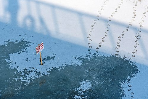 JESSE BOILY / WINNIPEG FREE PRESS
Canada goose prints lead up to a thin ice sign at Omand park on Thursday, March 26, 2020. 
Reporter: