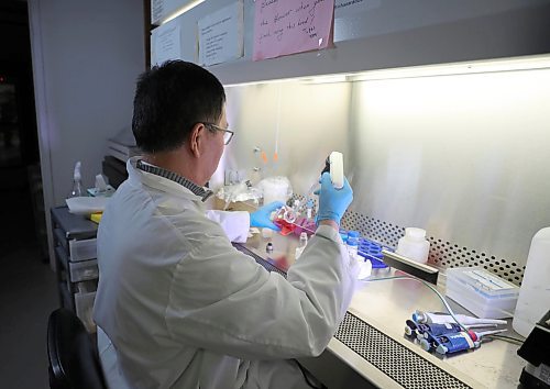 RUTH BONNEVILLE  /  WINNIPEG FREE PRESS 


Local -  Vaccine,  XiaoJian Yao

Photos of XiaoJian Yao, by himself, working in his research lab performing experiments aimed to check the expression of the RBD derived from COVID-19 spike protein in cells at the Dept. of Medical Microbiology Max Rady College of Medicine on Friday. 


University of Manitoba professor Xiao-Jian Yao is leading a team of researchers in the fight against COVID-19. Yao and his research team are employing patented university technology that showed some efficacy in the fight against SARS to develop a vaccine, or vaccine components, for COVID-19 with funding from the federal government.

Profile on Yao, his background, past academic pursuits and learn how the professor, who started his academic career in China, is at the forefront of coronavirus research here in Winnipeg.

Danielle Da Silva - Reporter 

March 27th, 2020