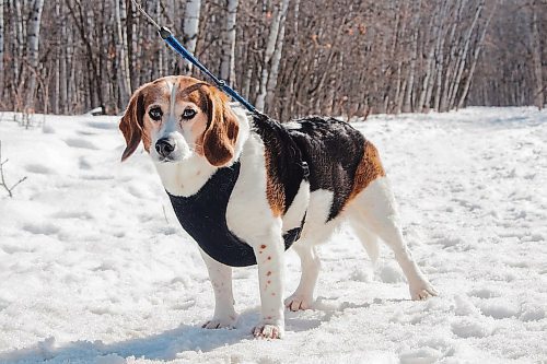 Canstar Community News Mar. 23, 2020 - Charlie, a 10 year old beagle poodle cross, going for a walk on the Harte Trail. (JUSTIN LUSCHINSKI/CANSTAR COMMUNITY NEWS/METRO)