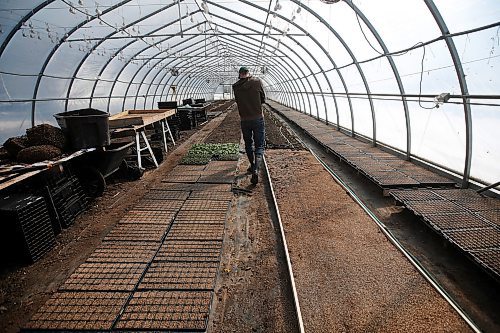 JOHN WOODS / WINNIPEG FREE PRESS
Jeff Veenstra, owner of Wild Earth Farms, is photographed inside his vegetable greenhouse just north of Oakbank Monday, March 30, 2020. Veenstra, who mainly sells to restaurants, is part of a group of farmers who find it hard to do business during this COVID-19 pandemic.

Reporter: Lawrynuik