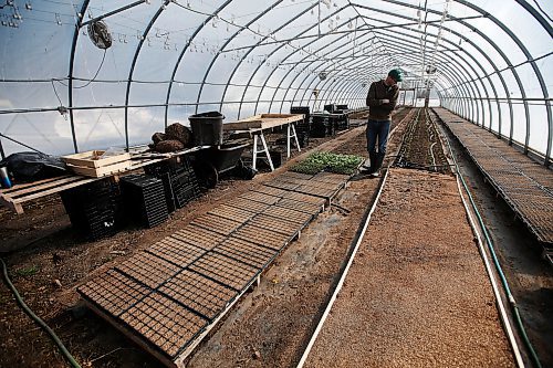 JOHN WOODS / WINNIPEG FREE PRESS
Jeff Veenstra, owner of Wild Earth Farms, is photographed inside his vegetable greenhouse just north of Oakbank Monday, March 30, 2020. Veenstra, who mainly sells to restaurants, is part of a group of farmers who find it hard to do business during this COVID-19 pandemic.

Reporter: Lawrynuik