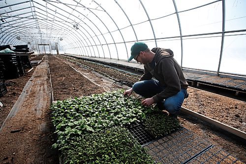 JOHN WOODS / WINNIPEG FREE PRESS
Jeff Veenstra, owner of Wild Earth Farms, is photographed inside his vegetable greenhouse just north of Oakbank Monday, March 30, 2020. Veenstra, who mainly sells to restaurants, is part of a group of farmers who find it hard to do business during this COVID-19 pandemic.

Reporter: Lawrynuik