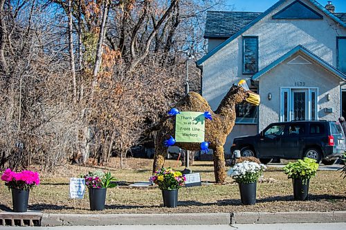 MIKAELA MACKENZIE / WINNIPEG FREE PRESS

3,700 flower stems (free for passers-by to take home) sit in buckets by Wednesday the Camel in Winnipeg on Thursday, April 23, 2020. For Dave Sanderson story. 
Winnipeg Free Press 2020