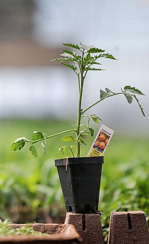 RUTH BONNEVILLE  /  WINNIPEG FREE PRESS 

Ent - Gardening, T&T, Jarrett Davidson

Photo of a young cherry tomato plant which is a very popular vegetable plant sold at T&T gardening centre.  

Gardening feature for Saturday's arts front. 
Jarrett Davidson, the president of T&T Seeds,  has seen their business explode with orders from across Canada, and expects a busy spring as people with nothing to do are heading to their gardens.


Story by Alan Small

April 29th,  2020
