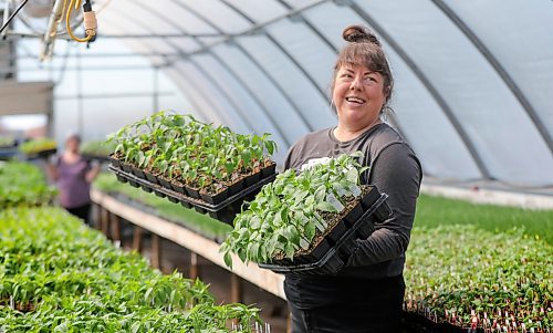 RUTH BONNEVILLE  /  WINNIPEG FREE PRESS 

Ent - Gardening, T&T, Jarrett Davidson

Photo of T&T greenhouse gardener, Danielle Mondor, with trays of peppers in the green house Wednesday. One of a series of photos for upcoming gardening feature for Saturday's arts front. 

Story on how Jarrett Davidson, the president of T&T Seeds, has seen their business explode with orders from across Canada, and expects a busy spring as people with nothing to do are heading to their gardens.

Story by Alan Small

April 29th,  2020
