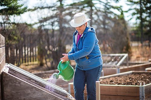 MIKAELA MACKENZIE / WINNIPEG FREE PRESS

Jeannette Adams, a master gardener who lives in East St. Paul, waters the greens in her cold frame on Thursday, April 30, 2020. For Al Small story.

Winnipeg Free Press 2020