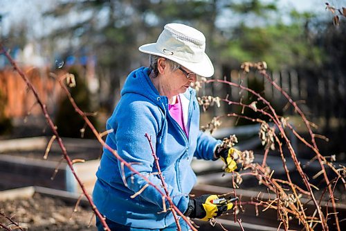 MIKAELA MACKENZIE / WINNIPEG FREE PRESS

Jeannette Adams, a master gardener who lives in East St. Paul, prunes her raspberry bushes on Thursday, April 30, 2020. For Al Small story.

Winnipeg Free Press 2020