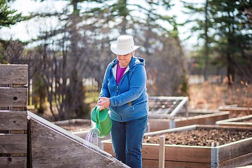 MIKAELA MACKENZIE / WINNIPEG FREE PRESS

Jeannette Adams, a master gardener who lives in East St. Paul, waters the greens in her cold frame on Thursday, April 30, 2020. For Al Small story.

Winnipeg Free Press 2020