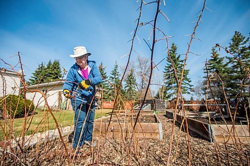 MIKAELA MACKENZIE / WINNIPEG FREE PRESS

Jeannette Adams, a master gardener who lives in East St. Paul, prunes her raspberry bushes on Thursday, April 30, 2020. For Al Small story.

Winnipeg Free Press 2020