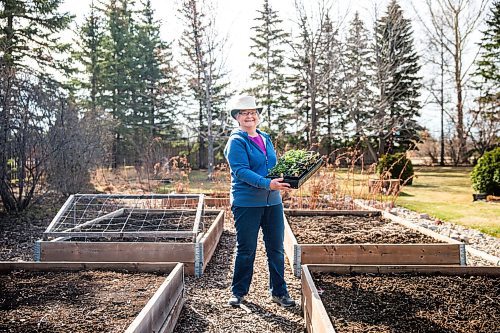 MIKAELA MACKENZIE / WINNIPEG FREE PRESS

Jeannette Adams, a master gardener who lives in East St. Paul, poses for a portrait in her vegetable garden with a tray of seedlings on Thursday, April 30, 2020. For Al Small story.

Winnipeg Free Press 2020