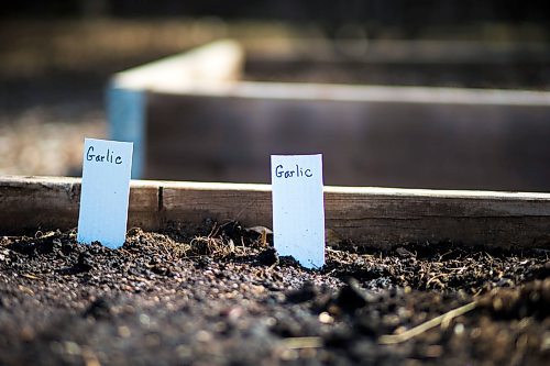 MIKAELA MACKENZIE / WINNIPEG FREE PRESS

Winter garlic in Jeannette Adams' garden on Thursday, April 30, 2020. For Al Small story.

Winnipeg Free Press 2020