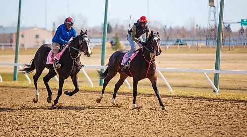 MIKE DEAL / WINNIPEG FREE PRESS
(from left) Sidney Blackwood and Antonio Whitehall take a couple horses for their daily workout Thursday morning at Assiniboia Downs.
Darren Dunn, CEO of Assiniboia Downs Gaming and Event Centre, hopes to get plans to the start racing in mid-May without fans off the ground.
See Jason Bell story
200430 - Thursday, April 30, 2020.