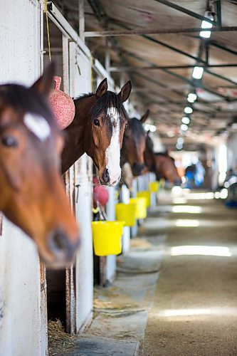 MIKAELA MACKENZIE / WINNIPEG FREE PRESS

Trainer Steve Gaskin's barn at the Assiniboia Downs in Winnipeg on Wednesday, May 6, 2020. For Mike S story.

Winnipeg Free Press 2020