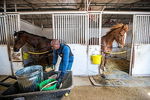 MIKAELA MACKENZIE / WINNIPEG FREE PRESS

Horses are excited to get lunch as trainer Steve Gaskin dishes out oats at the Assiniboia Downs in Winnipeg on Wednesday, May 6, 2020. For Mike S story.

Winnipeg Free Press 2020