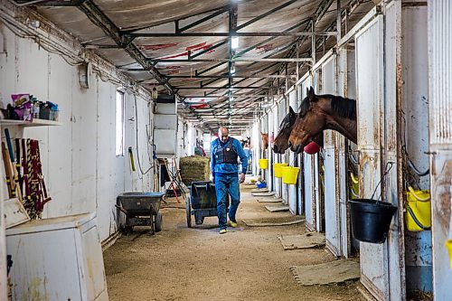 MIKAELA MACKENZIE / WINNIPEG FREE PRESS

Trainer Steve Gaskin gets a wheelbarrow to start feeding lunch to the horses in his barn at the Assiniboia Downs in Winnipeg on Wednesday, May 6, 2020. For Mike S story.

Winnipeg Free Press 2020