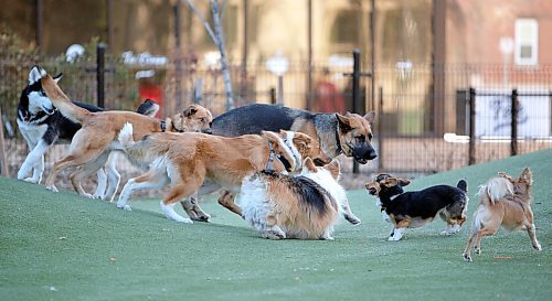 JASON HALSTEAD / WINNIPEG FREE PRESS

Canines at Bonnycastle Dog Park didnt have to worry about social distancing on May 6, 2020. (See Stacey Thidrickson COVID-19 24-hour story)