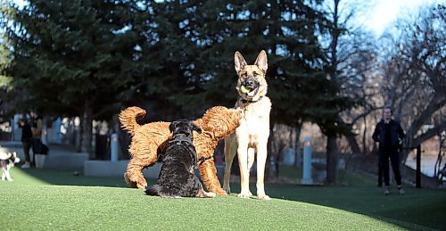 JASON HALSTEAD / WINNIPEG FREE PRESS

Michael Feduns German shepherd hogs the ball as Stefanie Hydes Australian labradoodle, Otto, and Caroline Nicholsons corgi-rottweiler mix, Chichi, move in at Bonnycastle Dog Park on May 6, 2020, as Hyde watches (right). (See Stacey Thidrickson COVID-19 24-hour story)