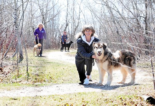 RUTH BONNEVILLE / WINNIPEG FREE PRESS


LOCAL - Humane Society volunteers 

Humane Society volunteer dog walkers, Cindy Pischke with Spike (front in black), Gabrielle Thiessen with Ralphie (blond, middle) and Margaret Krupa with Hoover (rear), have been walking dogs in kennels at the Humane Society during the Coronavirus Pandemic 

Manager of Volunteer Services at the society, Kelle Greene, with 8 week old puppy named Harry.  Greene speaks to reporter about the volunteers and adoption services during this time. 
:
Story: humane society volunteers who have been walking dogs there throughout the pandemic. 


Doug Speirs story. 

May 7th,  2020
