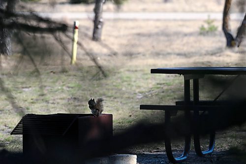 SHANNON VANRAES / WINNIPEG FREE PRESS
A squirrel eats a nut while sitting atop a fire pit at Birds Hill Campground on May 7, 2020. Those visiting provincial parks or staying at provincial campground will now have to pay a administrative processing fee.