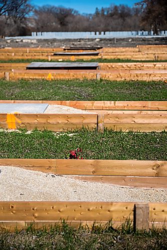 MIKAELA MACKENZIE / WINNIPEG FREE PRESS

Construction in the cemetery has left dozens of rows of graves unmarked at Brookside Cemeterys Field of Honour in Winnipeg on Friday, May 8, 2020. For JS story.

Winnipeg Free Press 2020