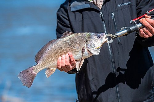 MIKAELA MACKENZIE / WINNIPEG FREE PRESS

Carlos Oliveira holds up a freshwater drum while fishing on the Red River Floodway near Lockport on Monday, May 11, 2020. The season opened up on May 9th. Standup.

Winnipeg Free Press 2020