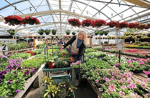 RUTH BONNEVILLE / WINNIPEG FREE PRESS

LOCAL - STANDUP PLANT SHOPPING 

Nancy Gillies picks out flowering plants for herself and her mom at Shelmerdine's Garden Centre Monday just ahead of the start of planting season this weekend.  

Shelmerdine's is open to the public form 10am - 6pm daily with physical distancing measures in place throughout the store.  

May 11, 2020