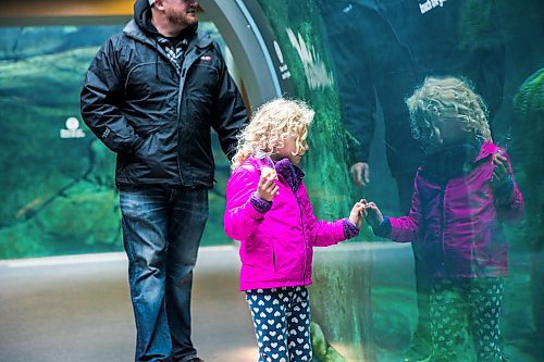 MIKAELA MACKENZIE / WINNIPEG FREE PRESS

Everly Kusche, five, explores the polar bear exhibit with her dad, Phil Kusche, at the Assiniboine Park Zoo on re-opening day, with new social distancing measures in place, in Winnipeg on Wednesday, May 13, 2020. For JS story.

Winnipeg Free Press 2020