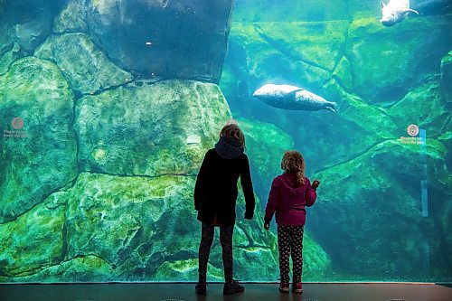 MIKAELA MACKENZIE / WINNIPEG FREE PRESS

Kinley (left, 10) and Everly Kusche (five) watch the seals swim by at the Assiniboine Park Zoo on re-opening day, with new social distancing measures in place, in Winnipeg on Wednesday, May 13, 2020. For JS story.

Winnipeg Free Press 2020