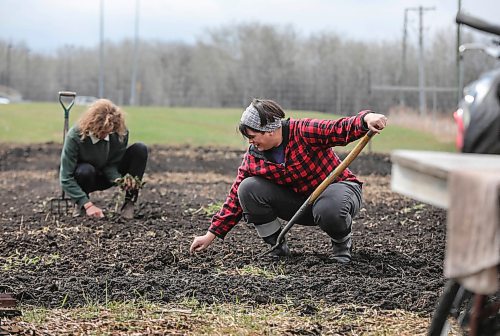 RUTH BONNEVILLE / WINNIPEG FREE PRESS

GREEN - local garden farms

Secondary art for the story.  See main art.  
Megan Klassen-Wiebe and Bryn Friesen Epp (green sweater) work in their garden on The Canadian Mennonite University grounds. For the May 16 edition of the Green Page:

Megan and Bryn are part of the Metanoia Farmers Worker Cooperative, which farms on Canadian Mennonite University's Shaftesbury campus.

The article is about how small farms that offer community supported agriculture boxes are responding to COVID-19.

See Aaron Epp's story. 

May 14, 2020