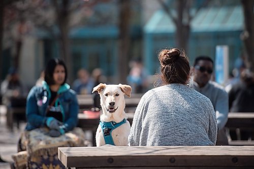Mike Sudoma / Winnipeg Free Press
Juni enjoys the sun on the patio at the Forks Market Friday afternoon
May 15, 2020