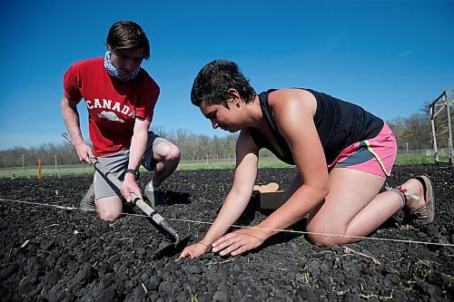 JOHN WOODS / WINNIPEG FREE PRESS
Dylan Peters and Taysa Dueck plant potatoes in preparation for campers at Camp Assiniboia just west of Headingley Wednesday, May 20, 2020. The camp has cancelled overnight camps but hopes to stay open for day camps.

Reporter: Wasney