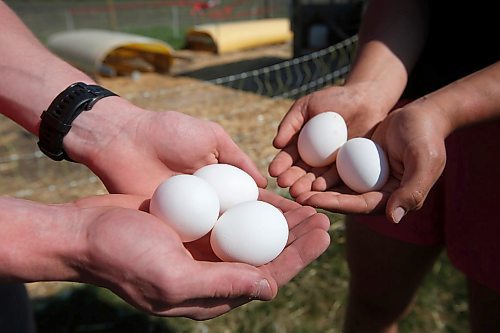 JOHN WOODS / WINNIPEG FREE PRESS
Dylan Peters and Taysa Dueck gather eggs at Camp Assiniboia just west of Headingley Wednesday, May 20, 2020. The camp has cancelled overnight camps but hopes to stay open for day camps.

Reporter: Wasney