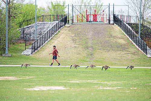 Mike Sudoma / Winnipeg Free Press
A man walks in between a grazing group of geese in Assiniboine Park Saturday morning
May 23, 2020