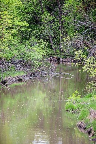 MIKAELA MACKENZIE / WINNIPEG FREE PRESS

The Seine at John Bruce Park in Winnipeg on Thursday, May 28, 2020. For Sarah story.
Winnipeg Free Press 2020.