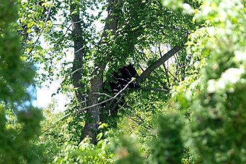 Daniel Crump / Winnipeg Free Press. A black bear sits in a tree after it was cornered by members of the Winnipeg Police Service and Manitoba Conservation officers in Charleswood Saturday afternoon. May 30, 2020.