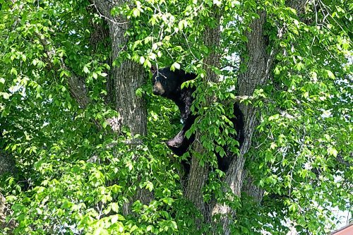 Daniel Crump / Winnipeg Free Press. Winnipeg Police and Manitoba Conservation officers work to remove a bear from Charleswood Saturday afternoon. May 30, 2020.