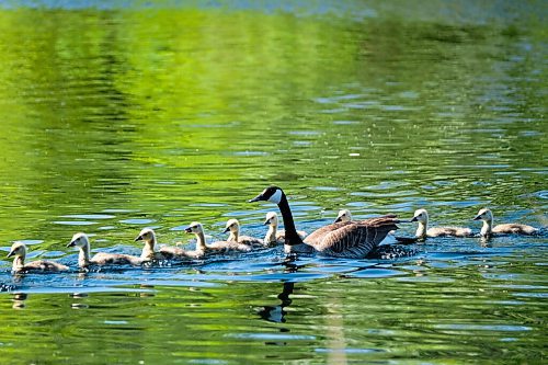 Daniel Crump / Winnipeg Free Press. Baby geese swim on the duck pond at Assiniboine Park Saturday afternoon. May 30, 2020.