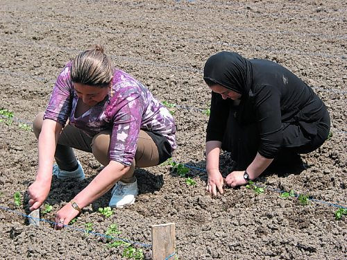 Canstar Community News May 28, 2019 - These women were among about 50 people who recently planted vegetable seedlings on about six acres of donated land within the RM of St. Francois Xavier as part of a food security project between Operation Ezra and Charleswood United Church. (ANDREA GEARY/CANSTAR COMUNITY NEWS)