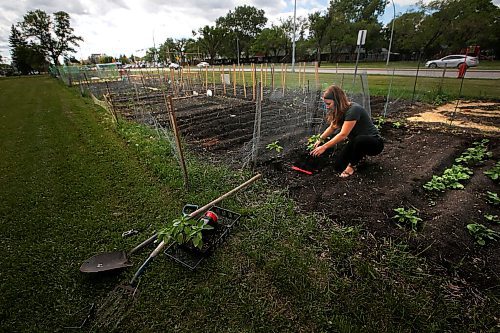 JOHN WOODS / WINNIPEG FREE PRESS
Jeanette Sivilay, Co-ordinator of the Winnipeg Food Council, plants some plants in her garden at the Grant Avenue Community Garden Allotment in Winnipeg Wednesday, June 10, 2020.