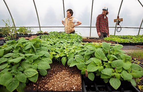 MIKE DEAL / WINNIPEG FREE PRESS
Hearts and Roots Farm, Elie, MB run by Justin Girard (right) and Britt Embry (left) in their greenhouse. 
See Eva Wasney 49.8 story
200521 - Thursday, May 21, 2020.