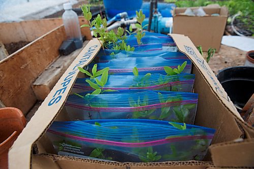 MIKE DEAL / WINNIPEG FREE PRESS
Hearts and Roots Farm, Elie, MB run by Justin Girard and Britt Embry. 
Haskap plants in ziplock bags waiting to be planted.
See Eva Wasney 49.8 story
200521 - Thursday, May 21, 2020.