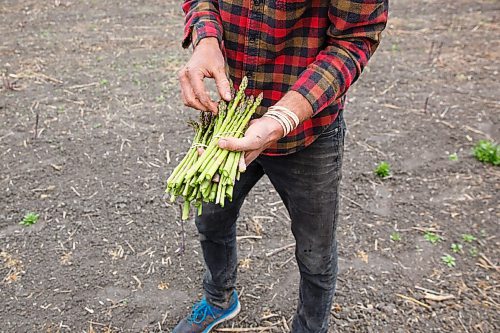 MIKE DEAL / WINNIPEG FREE PRESS
Hearts and Roots Farm, Elie, MB run by Justin Girard and Britt Embry. 
Justin harvests asparagus daily. One of the crops that needs constant attention at the moment is asparagus.
See Eva Wasney 49.8 story
200521 - Thursday, May 21, 2020.