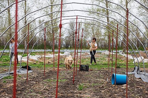 MIKE DEAL / WINNIPEG FREE PRESS
Hearts and Roots Farm, Elie, MB run by Justin Girard and Britt Embry. 
Britt Embry (right)and Justin's sister Renée Girard (left) rebuild the portable greenhouses.
See Eva Wasney 49.8 story
200521 - Thursday, May 21, 2020.